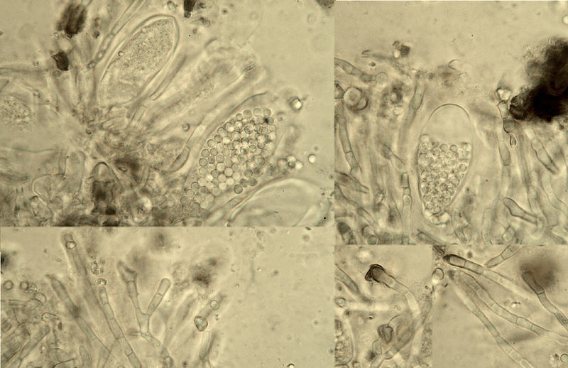 Sarea difformis